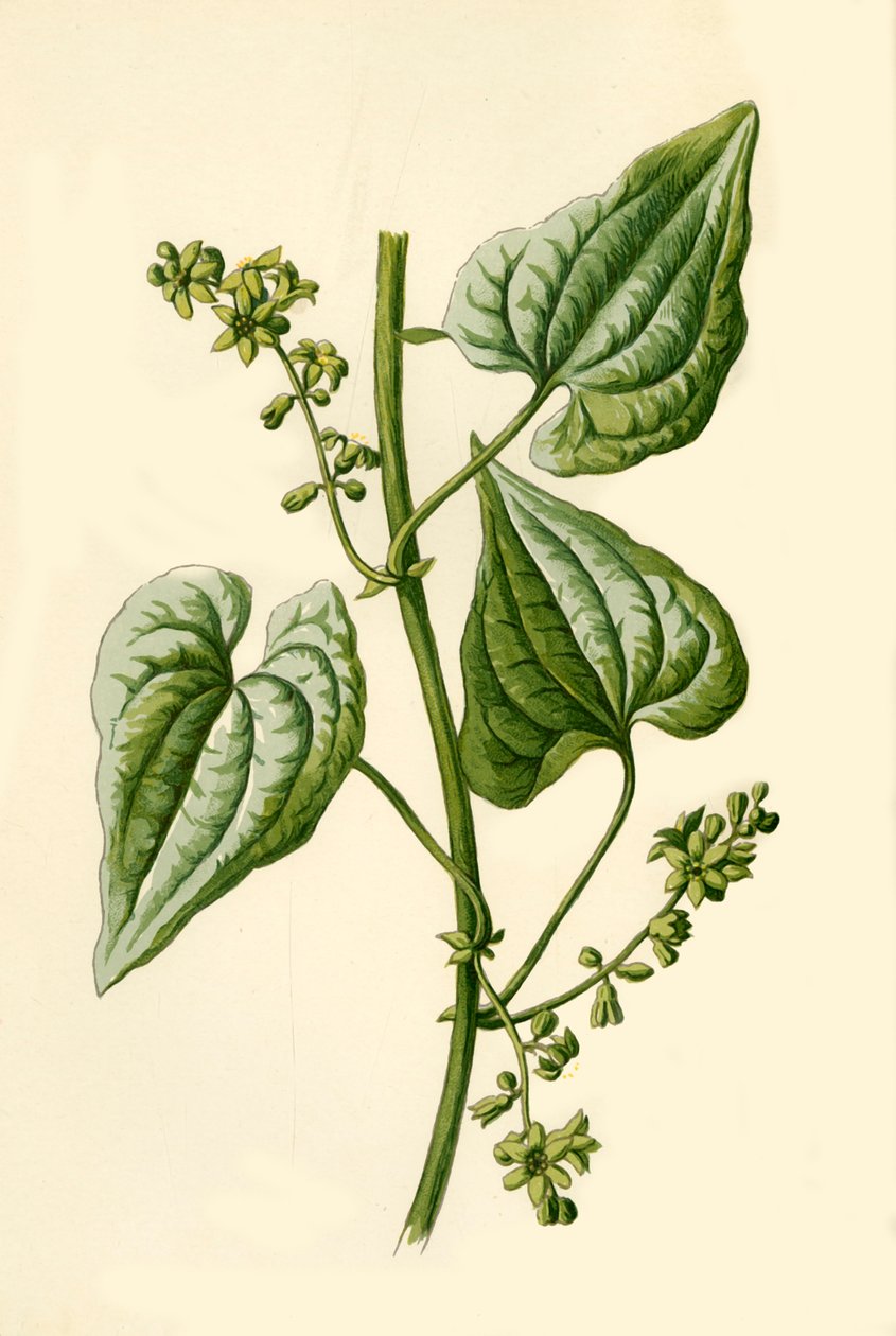 Black Bryony, 1877. av Frederick Edward Hulme