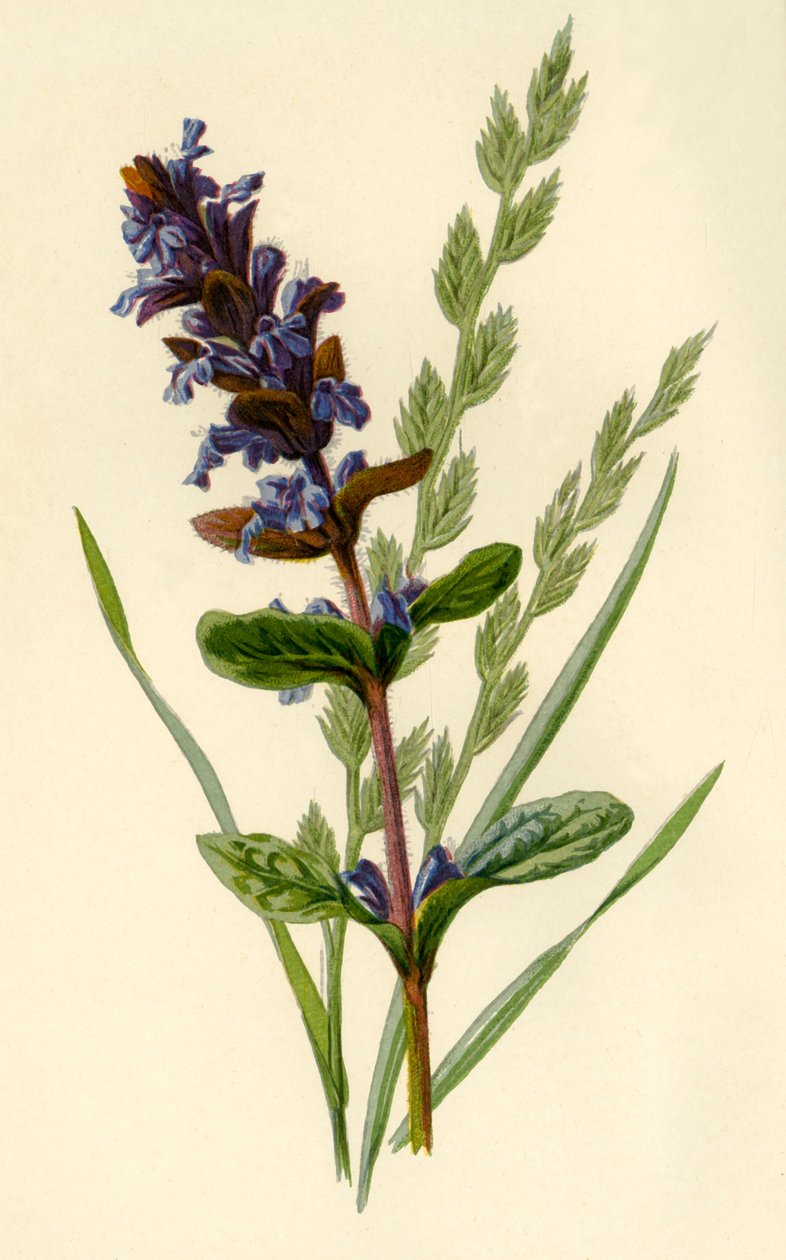 Bugle & Tall Fescue Grass, 1877. av Frederick Edward Hulme