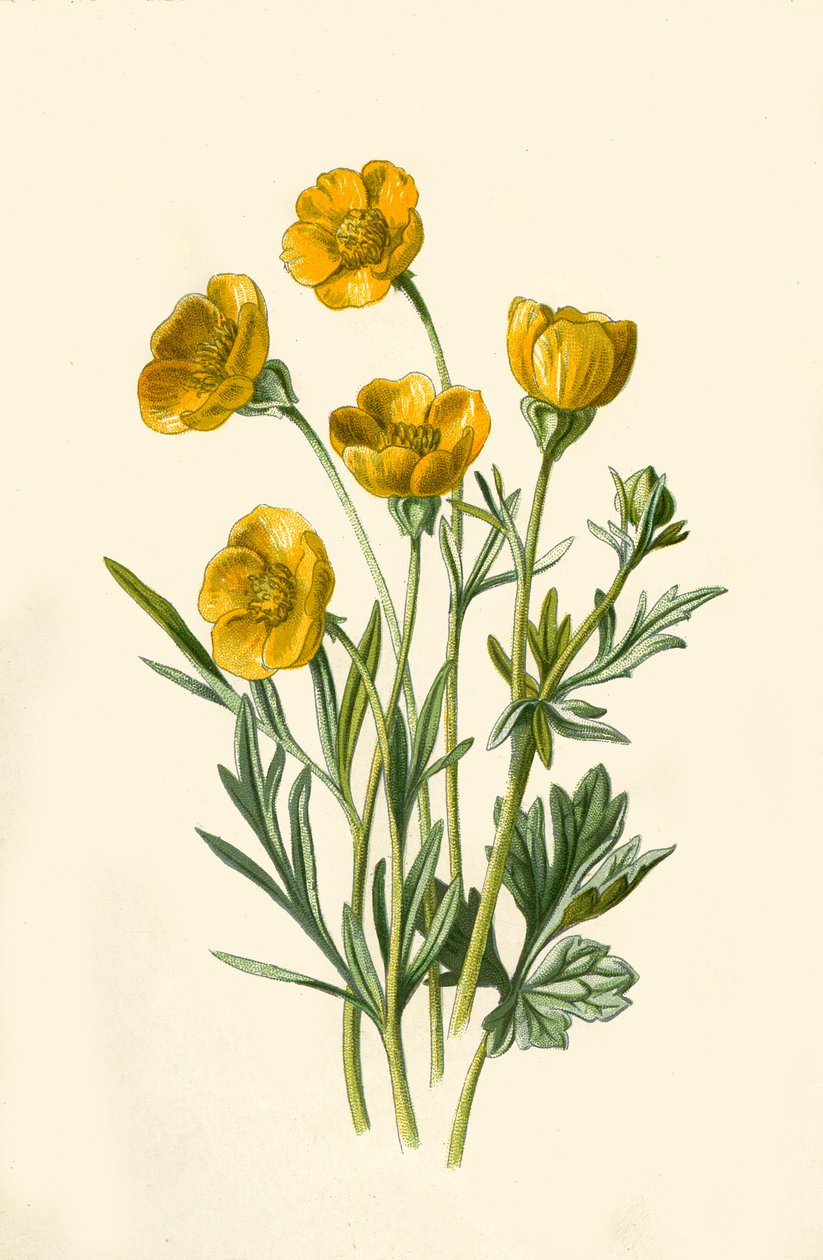 Løkkråkefot, 1877. av Frederick Edward Hulme