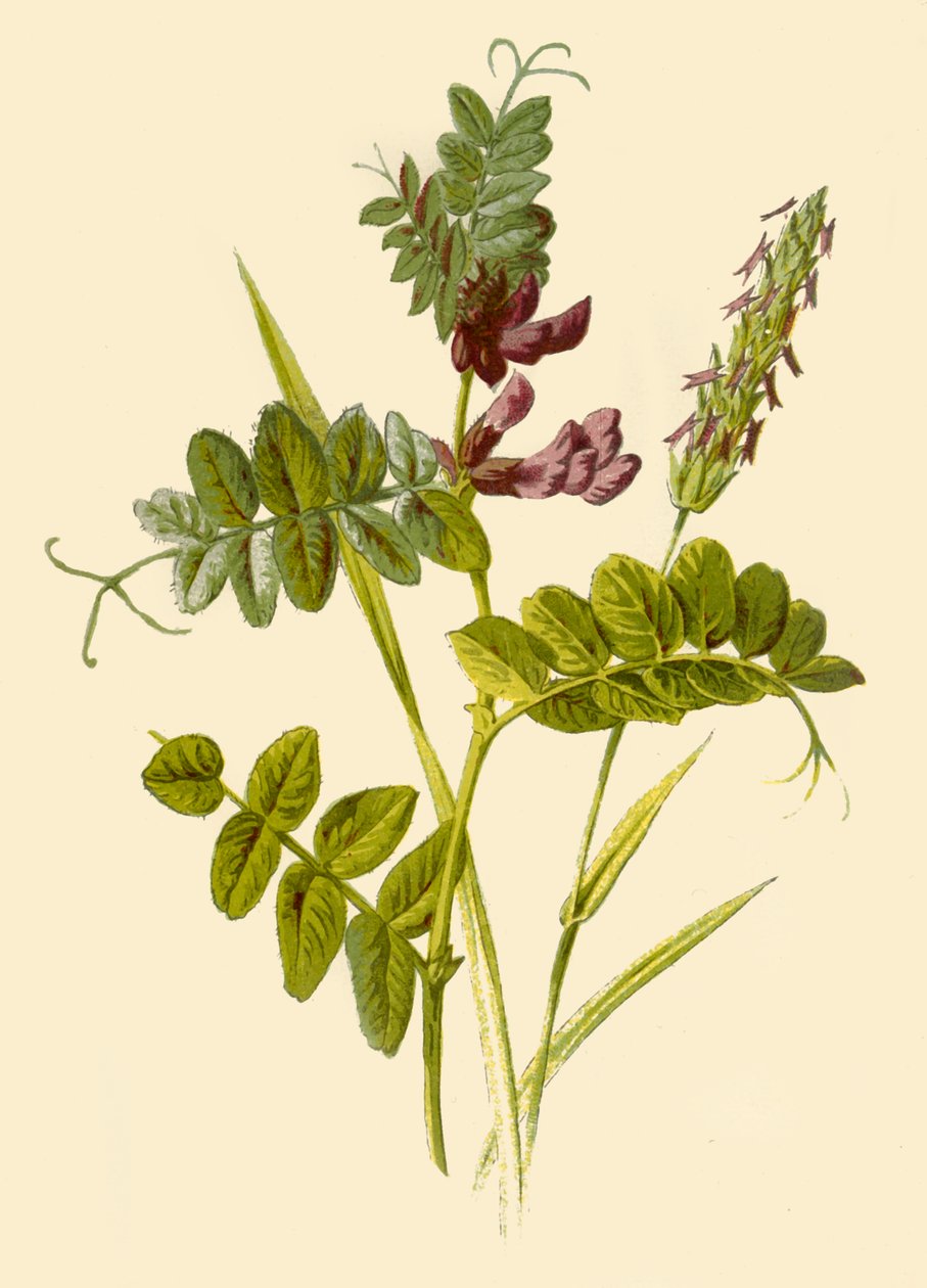 Bush-Vetch & Sweet-Scented Vernal Grass, 1877. av Frederick Edward Hulme