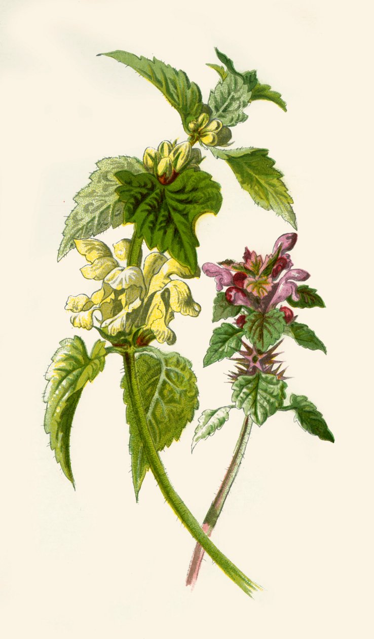 Dead-Nettle - Rød og hvit, 1877. av Frederick Edward Hulme