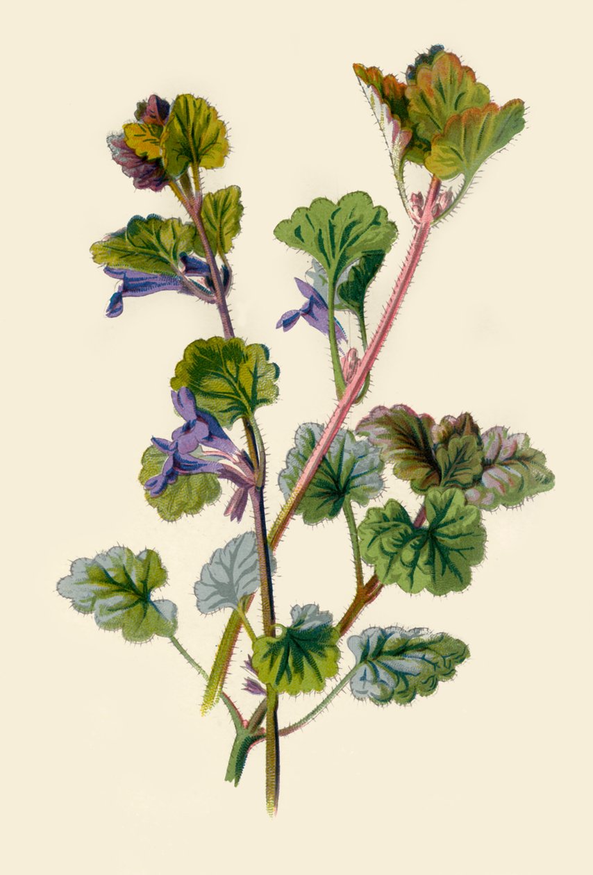 Ground Ivy, 1877. av Frederick Edward Hulme