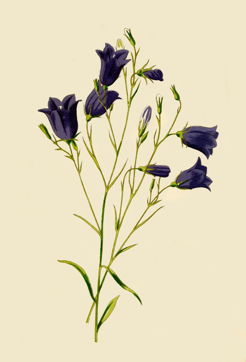 Harebell, 1877. av Frederick Edward Hulme