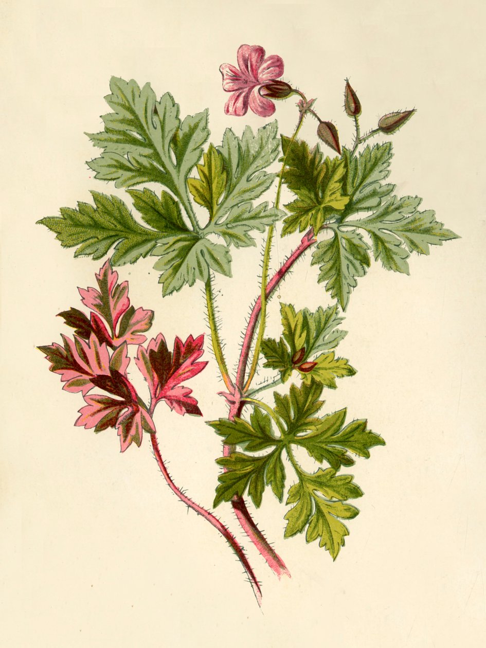Herb-Robert, 1877. av Frederick Edward Hulme