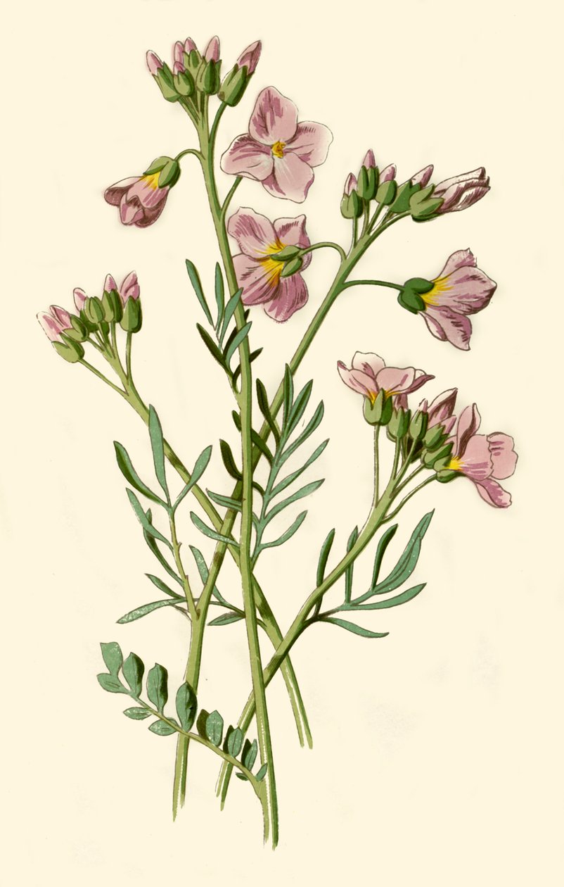 Damekil, bitterkarse eller gjøkblomst, 1877. av Frederick Edward Hulme