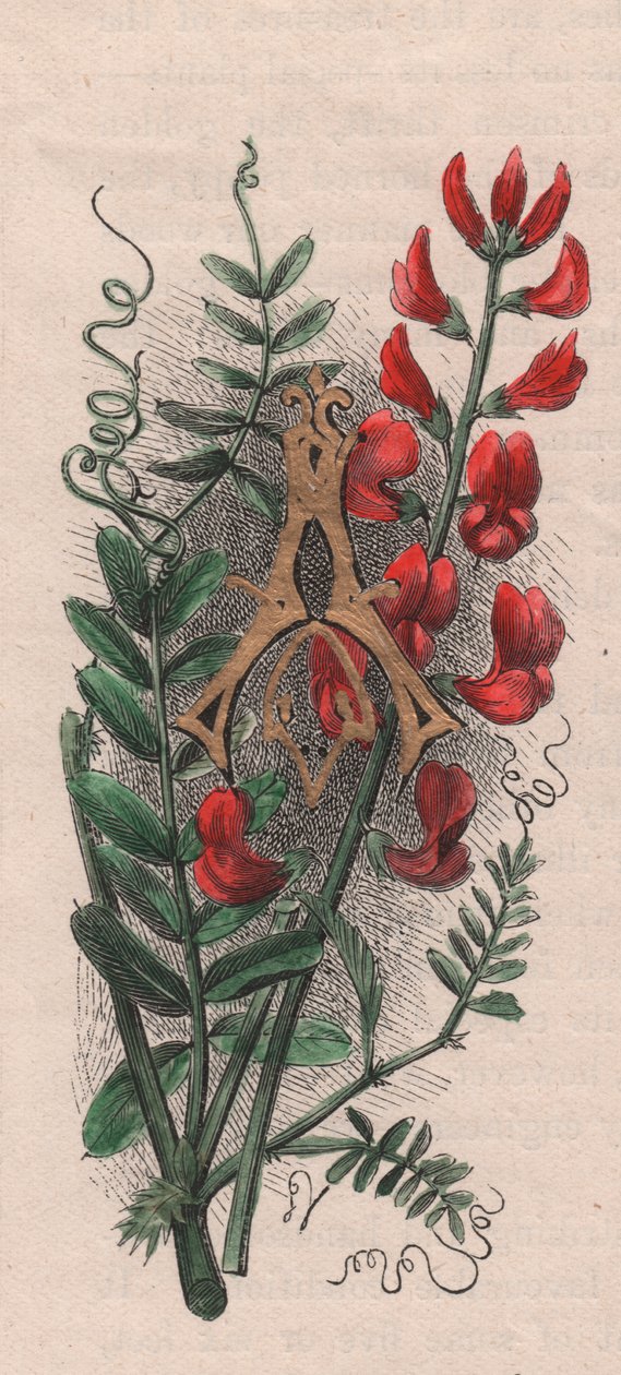 Bokstav A, drop cap letter, akvarellgravering, cm 10x5, av Frederick Edward Hulme (1841-1909) fra The familiar Garden Flower, ca. 1880 av Frederick Edward Hulme
