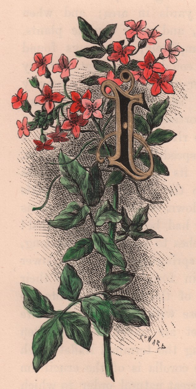 Bokstav I, drop cap letter, akvarellgravering, cm 10x5, av Frederick Edward Hulme (1841-1909) fra The familiar Garden Flower, ca. 1880 av Frederick Edward Hulme
