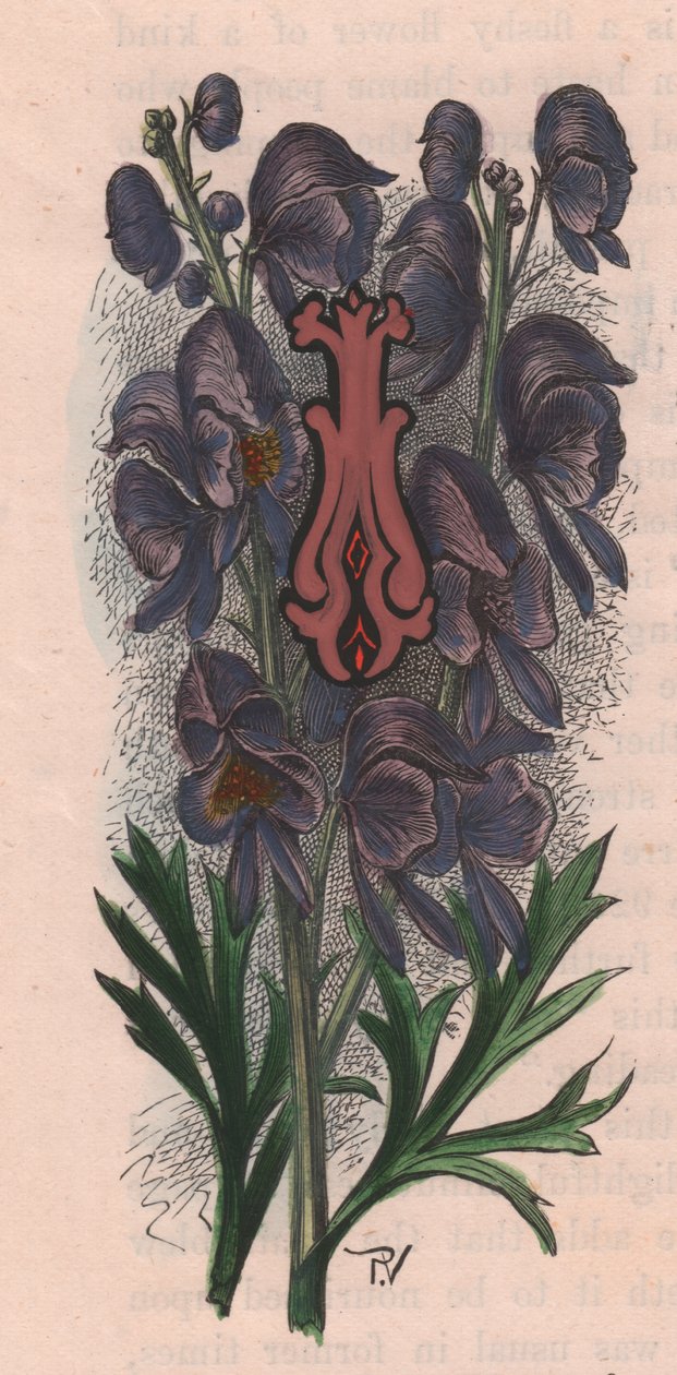 Bokstav I, drop cap letter, akvarellgravering, cm 10x5, av Frederick Edward Hulme (1841-1909) fra The familiar Garden Flower, ca. 1880 av Frederick Edward Hulme