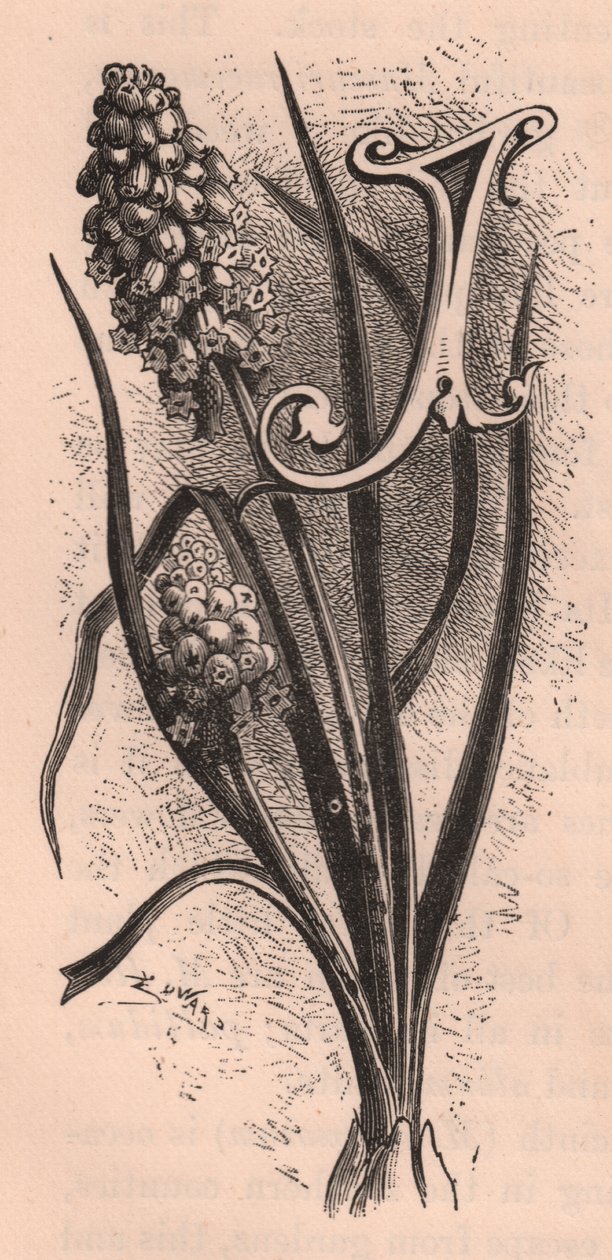 Bokstav J, drop cap letter, gravering, cm 10x5, av Frederick Edward Hulme (1841-1909) fra The familiar Garden Flower, ca 1880 av Frederick Edward Hulme