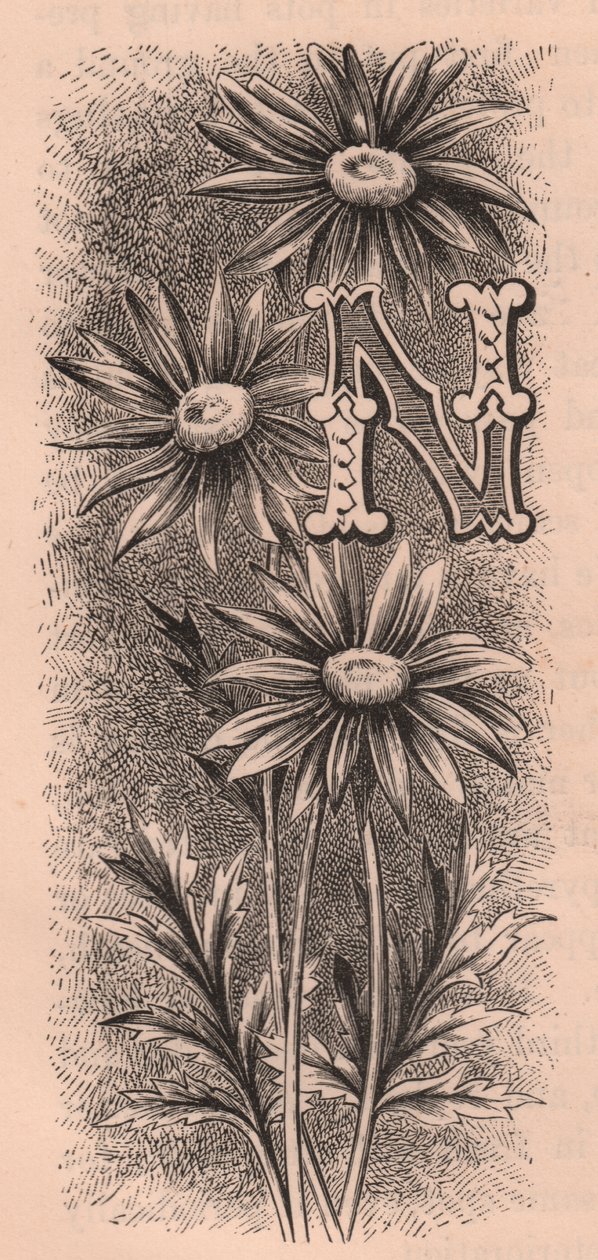 Bokstav N, drop cap letter, gravering, cm 10x5, av Frederick Edward Hulme (1841-1909) fra The familiar Garden Flower, ca 1880 av Frederick Edward Hulme