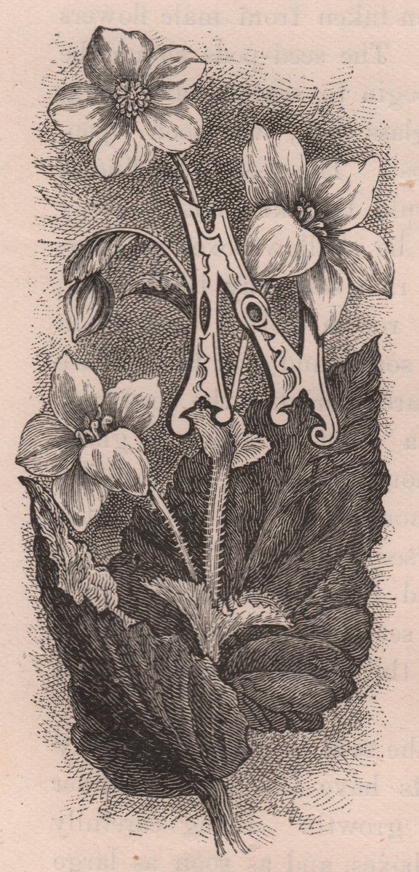 Bokstav N, drop cap letter, gravering, cm 10x5, av Frederick Edward Hulme (1841-1909) fra The familiar Garden Flower, ca 1880 av Frederick Edward Hulme