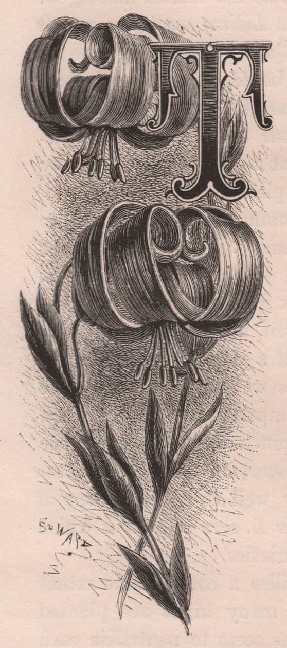 Bokstav T, drop cap letter, gravering, cm 10x5, av Frederick Edward Hulme (1841-1909) fra The familiar Garden Flower, ca 1880 av Frederick Edward Hulme