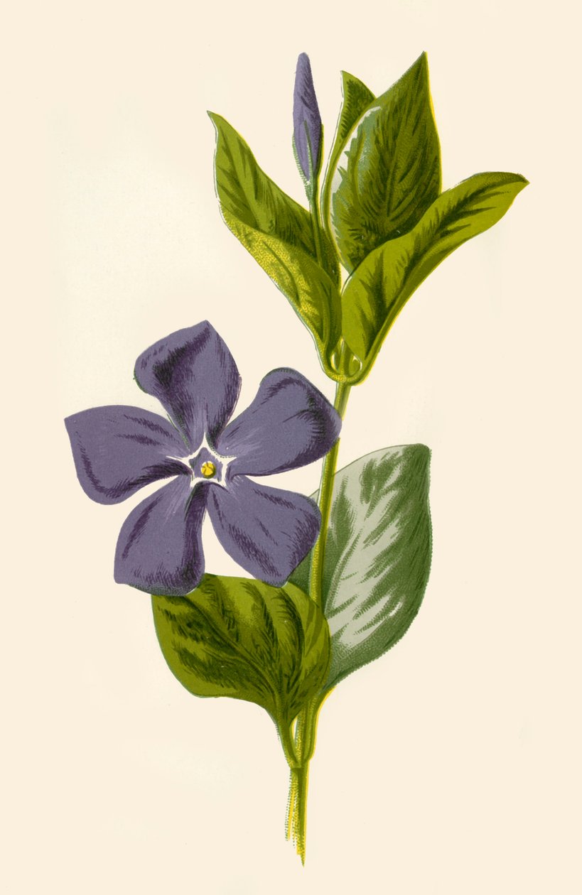 Periwinkle, 1877. av Frederick Edward Hulme