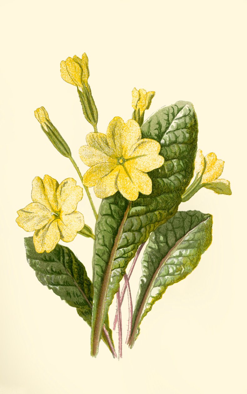Primrose, 1877. av Frederick Edward Hulme