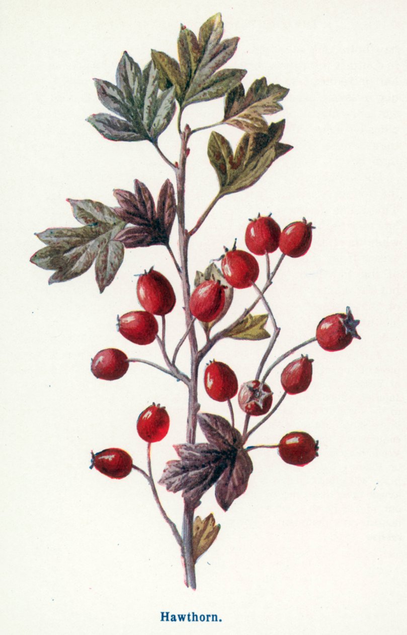 Landsbygdas ville frukter: Hagtorn (fargelitografi) av Frederick Edward Hulme