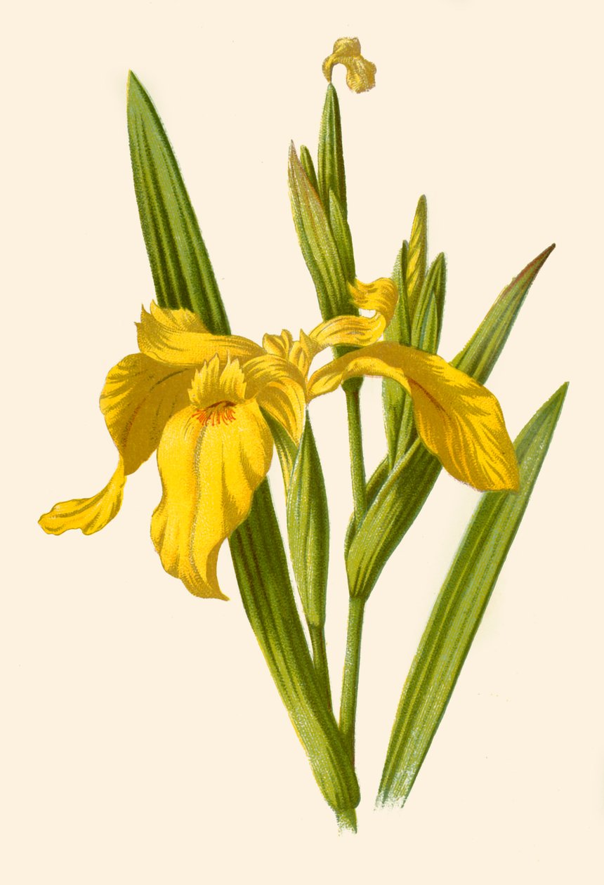 Gul iris, 1877. av Frederick Edward Hulme