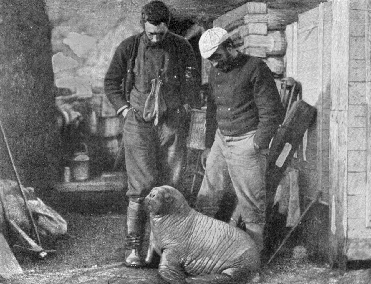 Hvalrossunge, 1899. av Frederick George Jackson