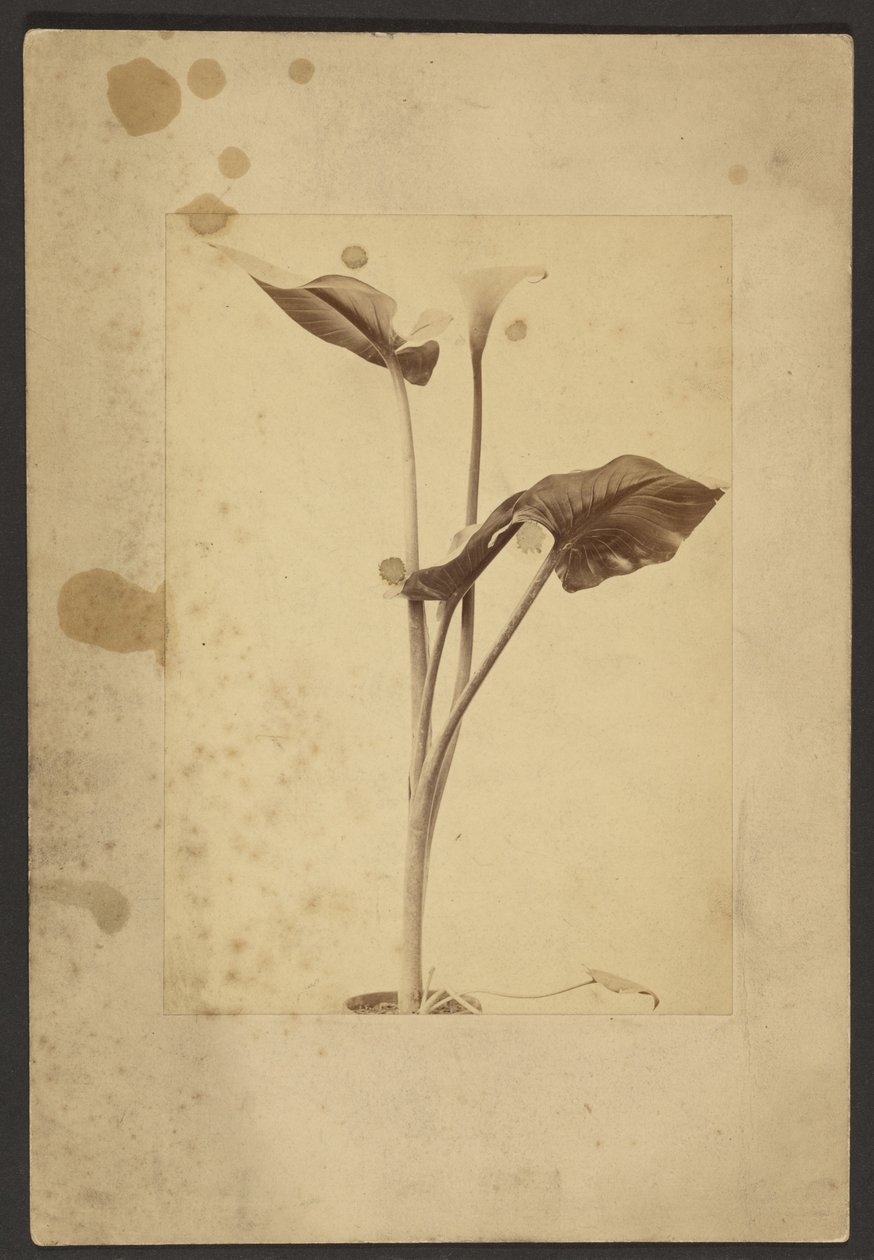  av Frederick H. Hollyer