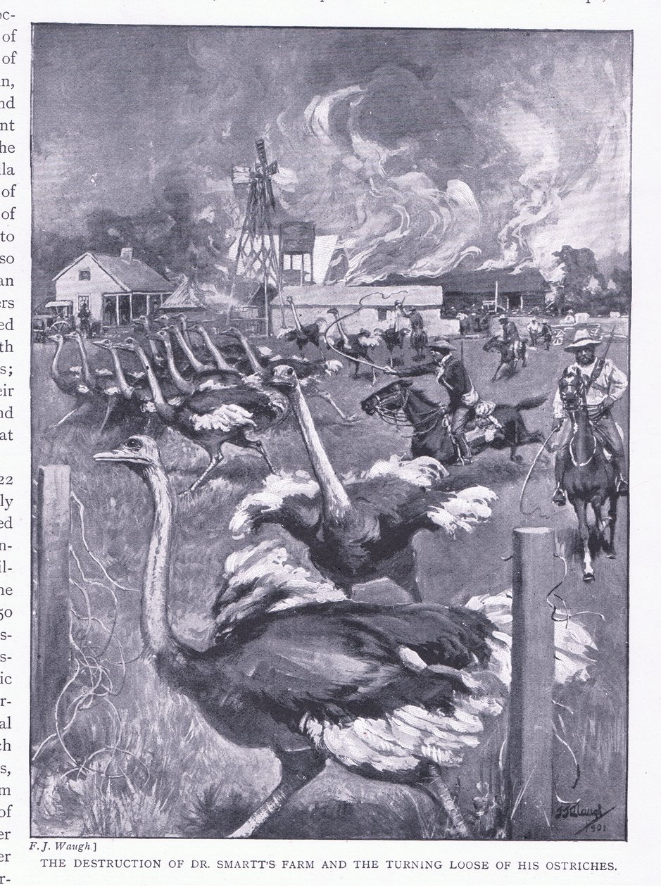 Ødeleggelsen av Dr Smarts gård og strutsene løsnet, fra After Pretoria: The Guerilla War utgitt av Harmsworth Bros Limited, 1901 av Frederick Judd Waugh