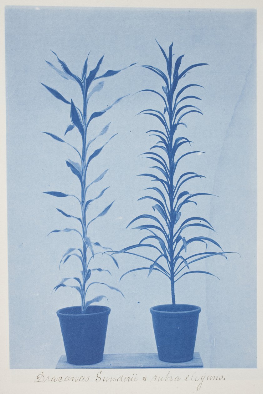 Draconas Sunderii et rubia elogans, slutten av 1800-tallet – begynnelsen av 1900-tallet (cyanotype på kremvevd papir) av Frederick K. Coulson