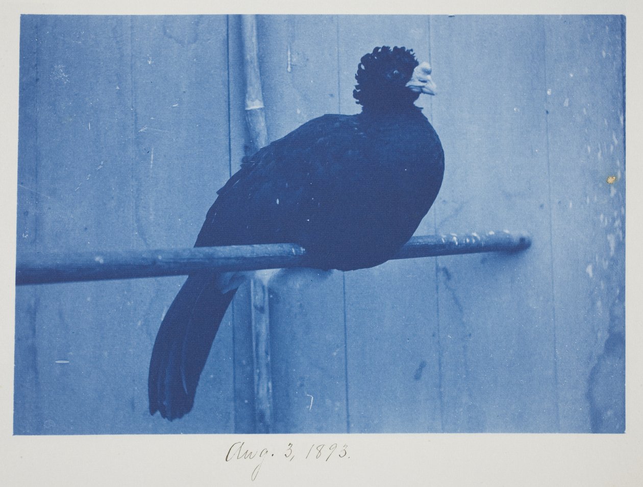 Great Curassow, 3. august av Frederick K. Coulson