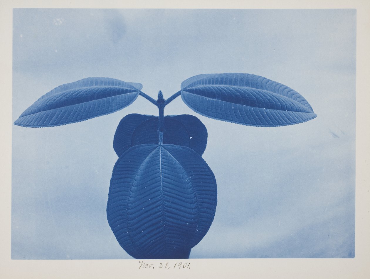 Tibouchina, 28. november av Frederick K. Coulson