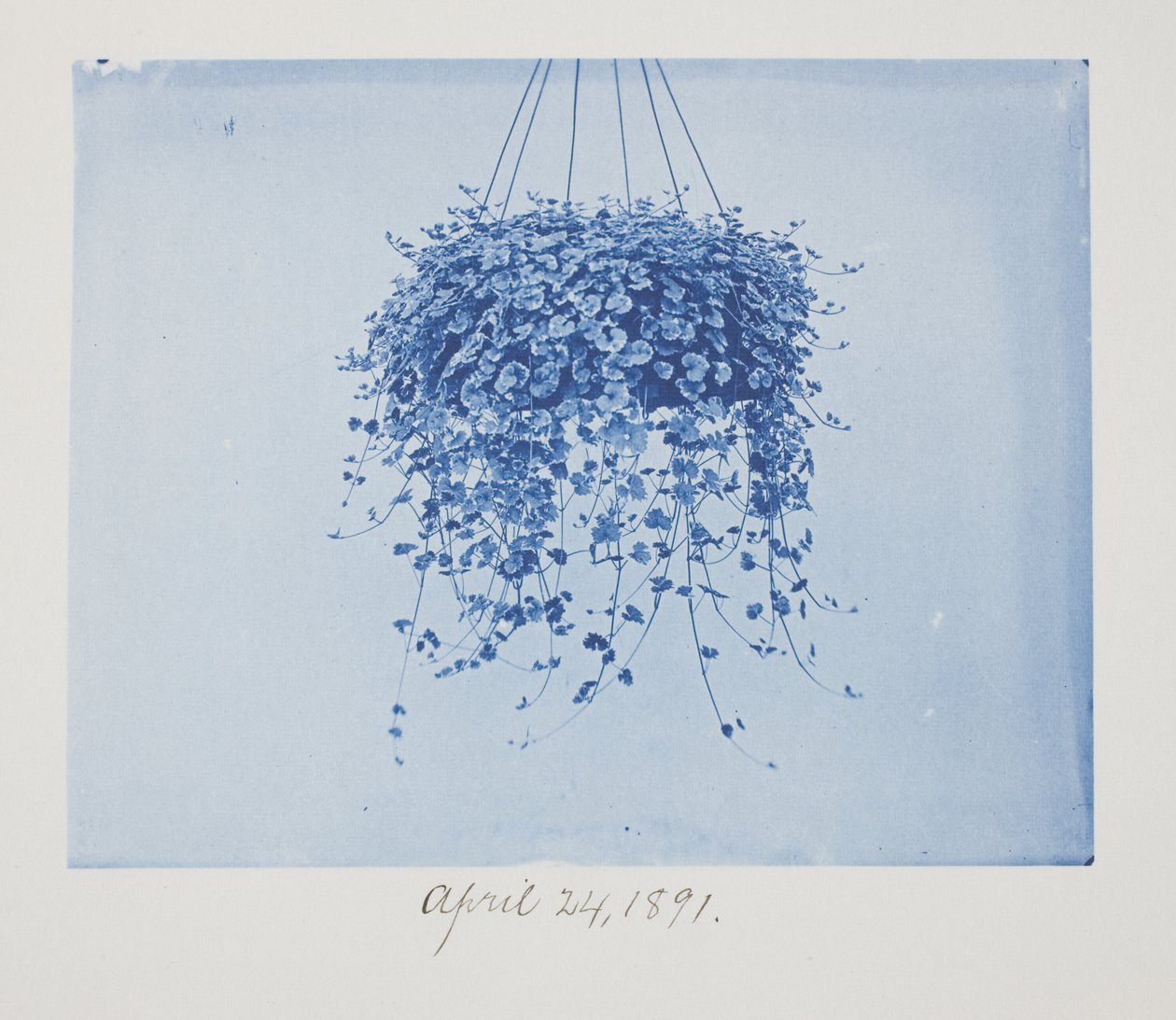 Uten tittel, 24. april av Frederick K. Coulson