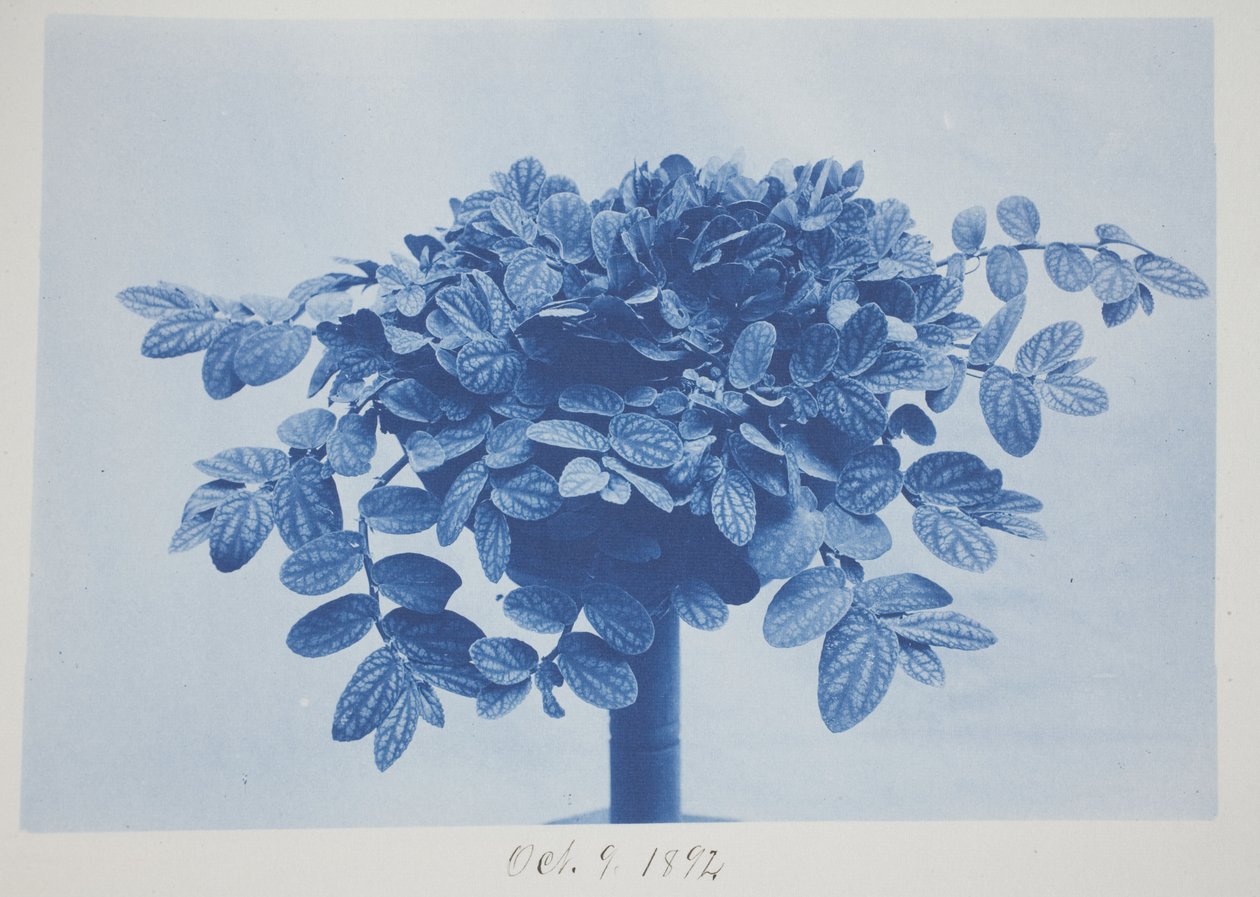 Uten tittel, 9. oktober av Frederick K. Coulson