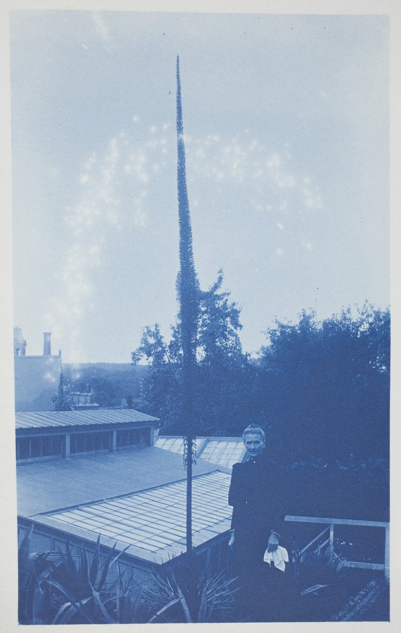 Uten tittel, sent på 1800-tallet – begynnelsen av 1900-tallet (cyanotype på kremvevet papir) av Frederick K. Coulson