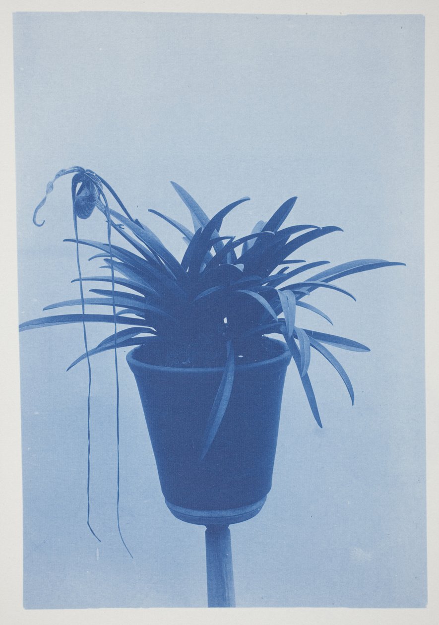 Uten tittel, slutten av 1800-tallet – begynnelsen av 1900-tallet (cyanotype på kremvevd papir) av Frederick K. Coulson
