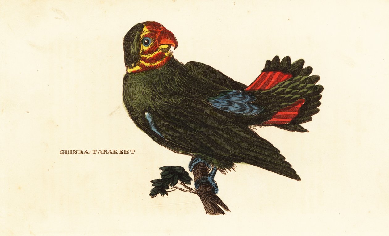 Rødhodet dvergpapegøye, Agapornis pullarius av Frederick Polydor (after) Nodder