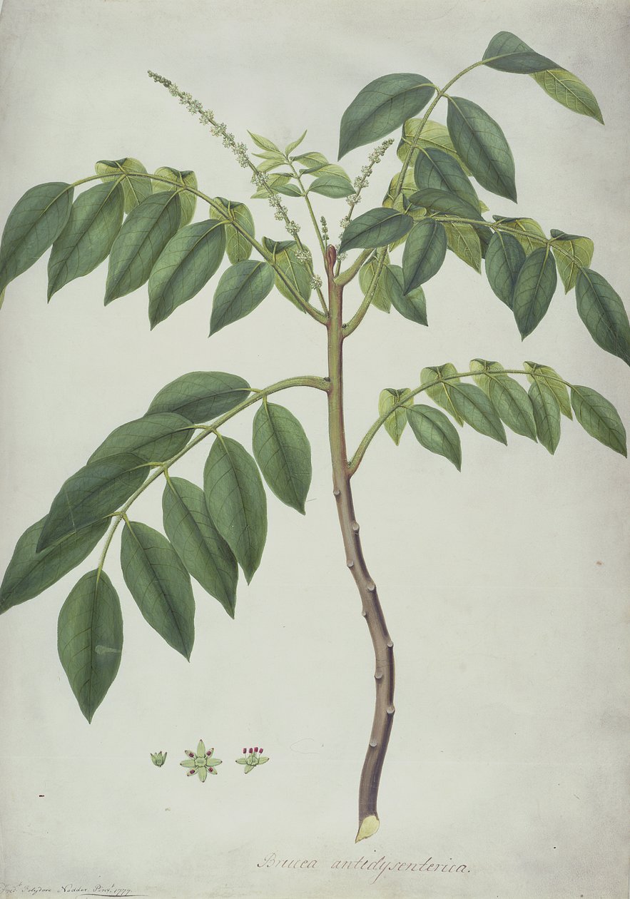 Brucea Antidysenterica, 1777 (wc og f.Kr. over grafitt på vellum) av Frederick Polydor Nodder