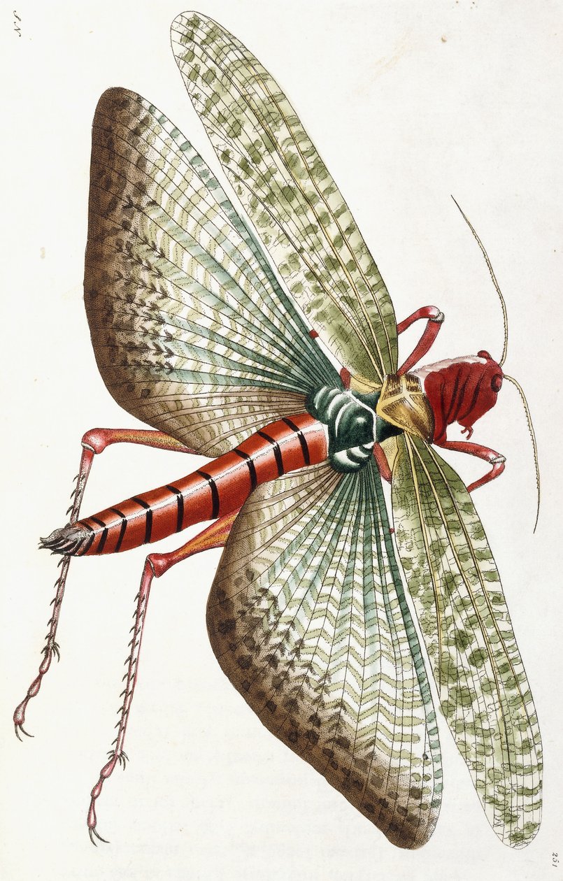 Egyptisk gresshoppe, 1790 av Frederick Polydor Nodder