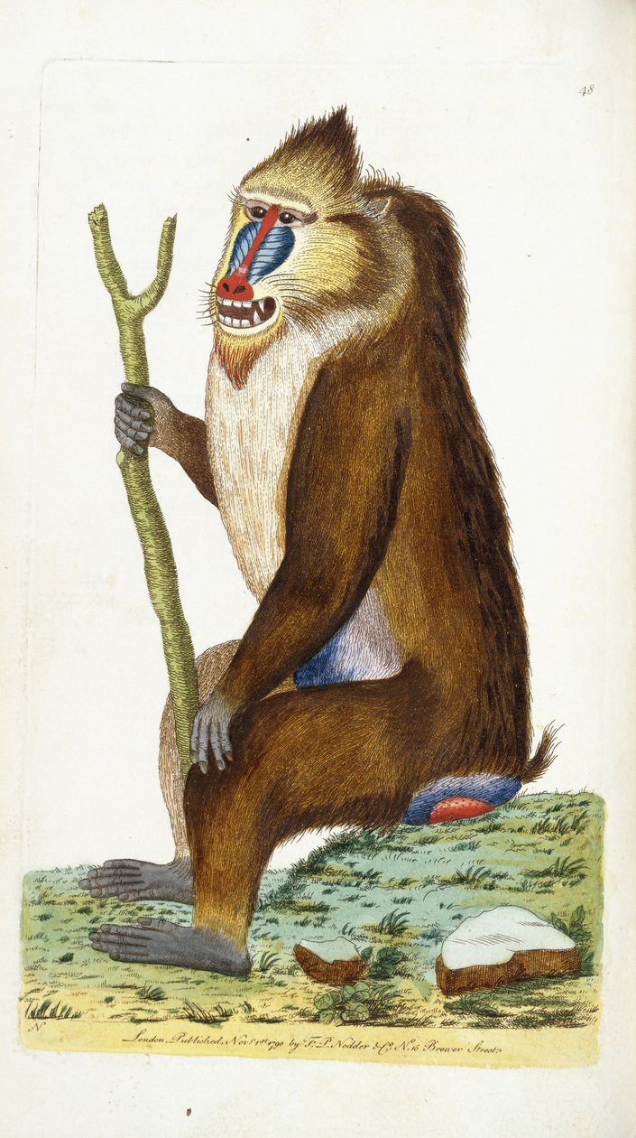 Spraglete bavian eller mandrill Mandrillus sfinx av Frederick Polydor Nodder