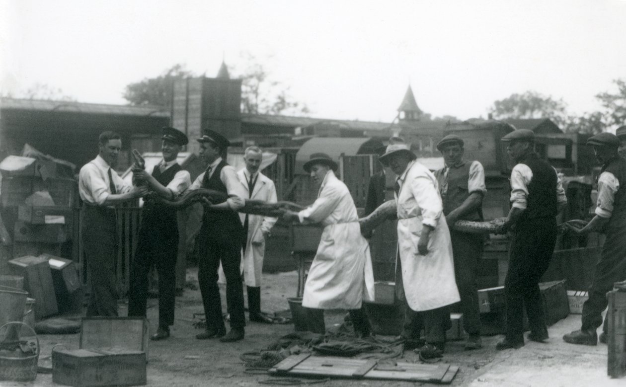 En 20 fot lang Python bæres av elleve medlemmer av Zoological Society-ansatte, London Zoo, juni 1925 av Frederick William Bond