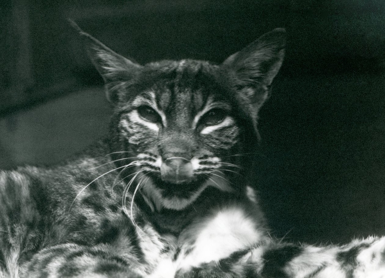 En Baby Lynx Bobcat slikker leppene sine, London Zoo, juni 1925 av Frederick William Bond