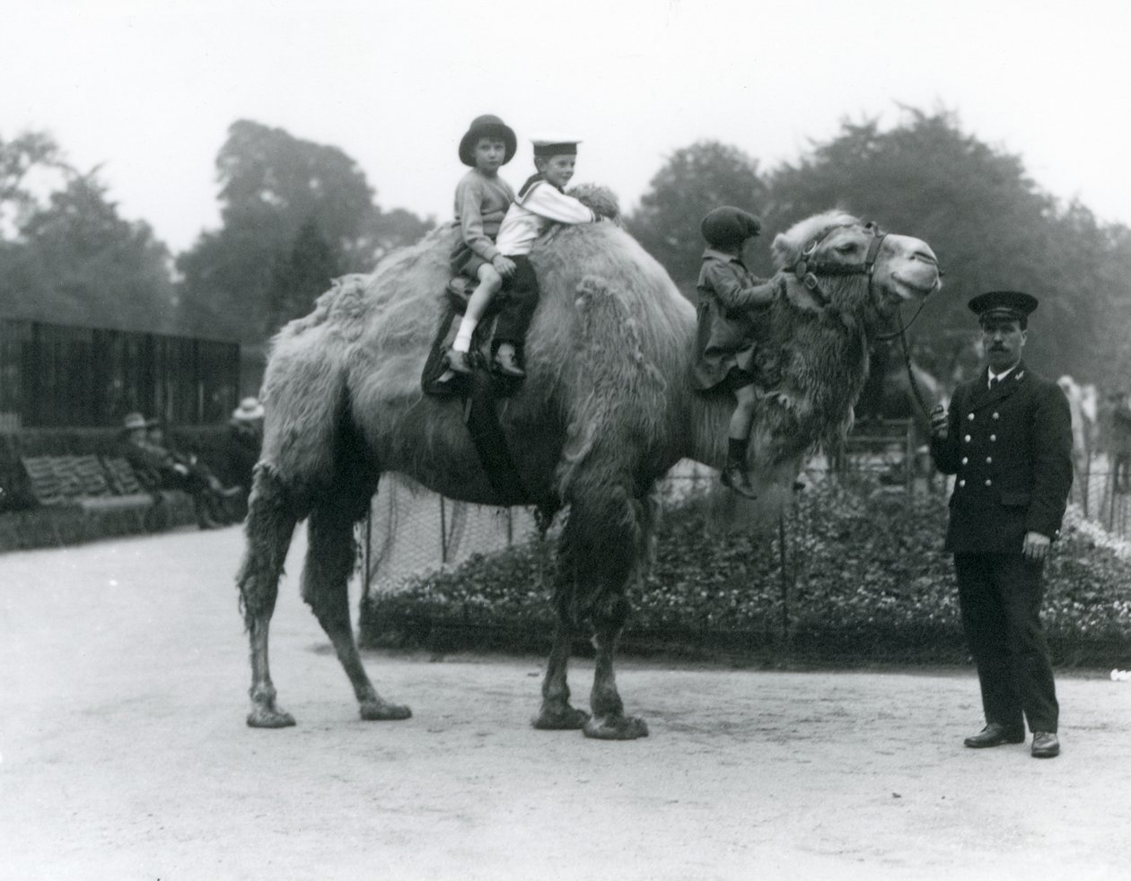 En Bactrian Camel-tur med keeper Harry Warwick i London Zoo, juni 1924 av Frederick William Bond