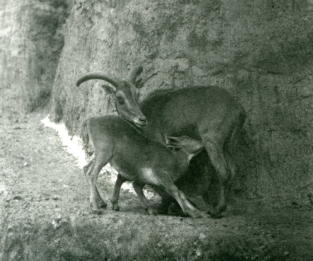 En Barbary sau Aoudad Waddan Arui Arruis mater lammet hennes på Mappin Terraces, London Zoo, august 1927 av Frederick William Bond