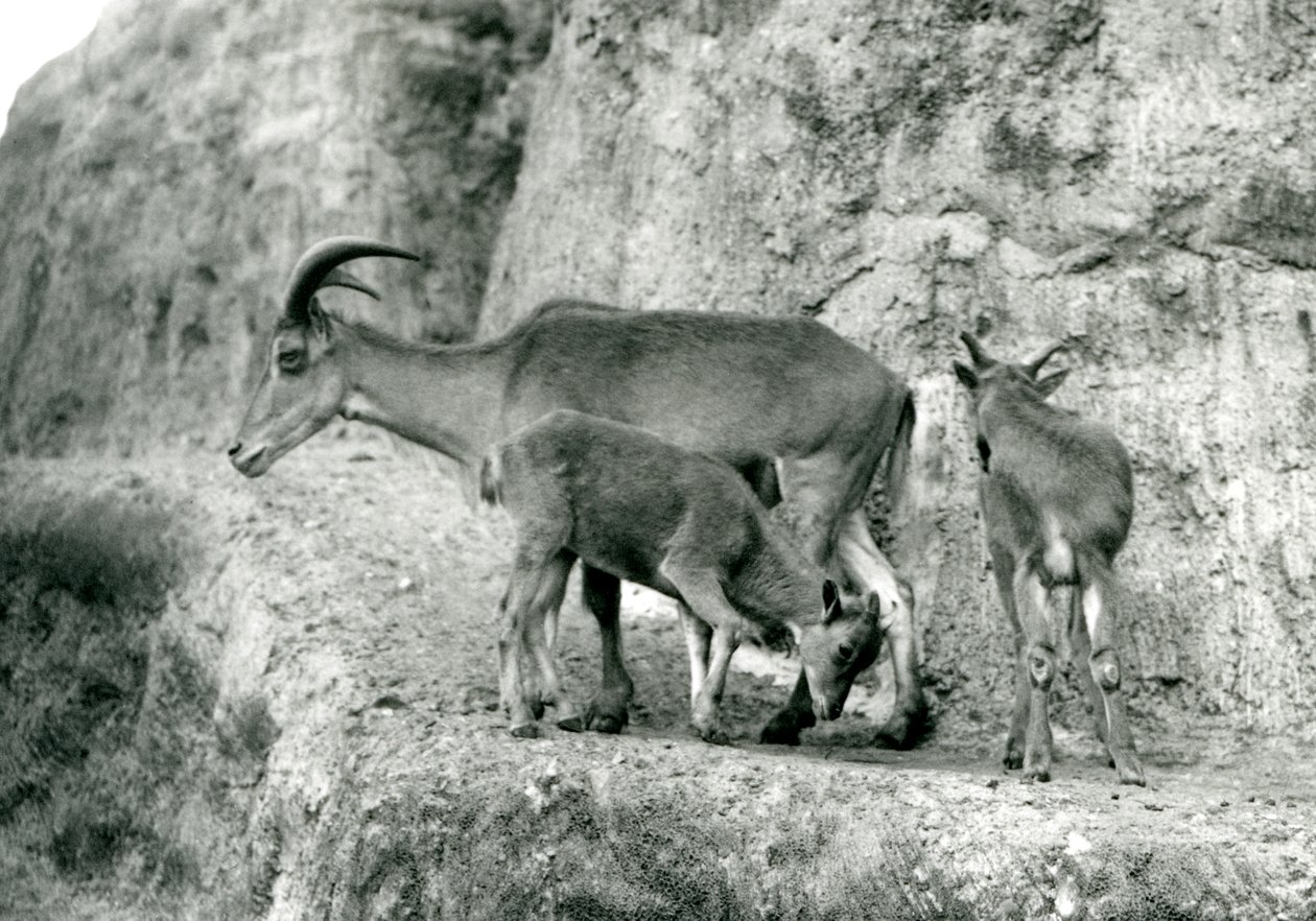En Barbary-sau/Aoudad/Waddan/Arui/Arruis står med sine to unger på Mappin Terraces, London Zoo, august 1927 (s/hvitt-bilde) av Frederick William Bond