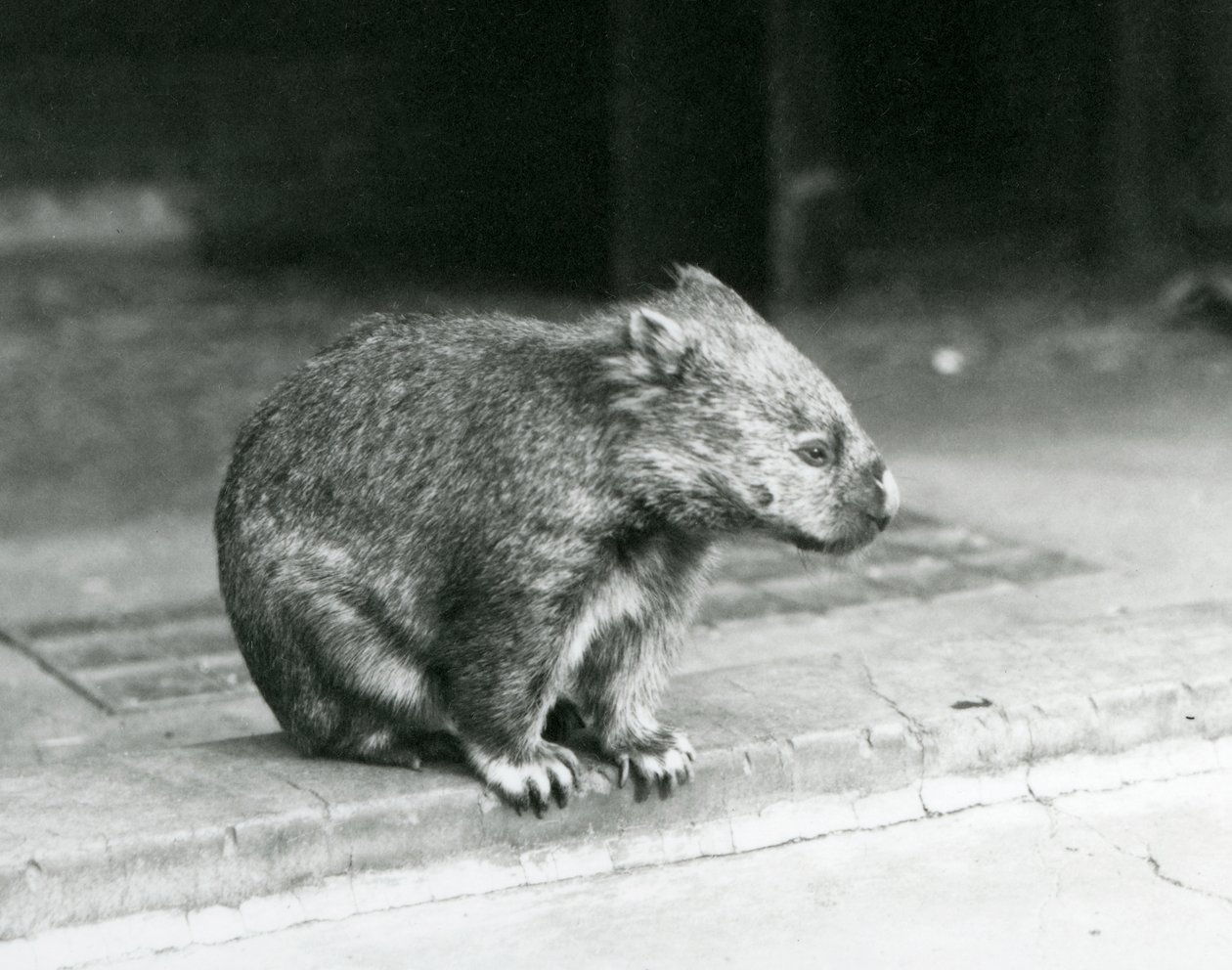 En barneset/vanlig/grovhåret wombat sitter på bakken i London Zoo i 1929 (s/hvitt-bilde) av Frederick William Bond
