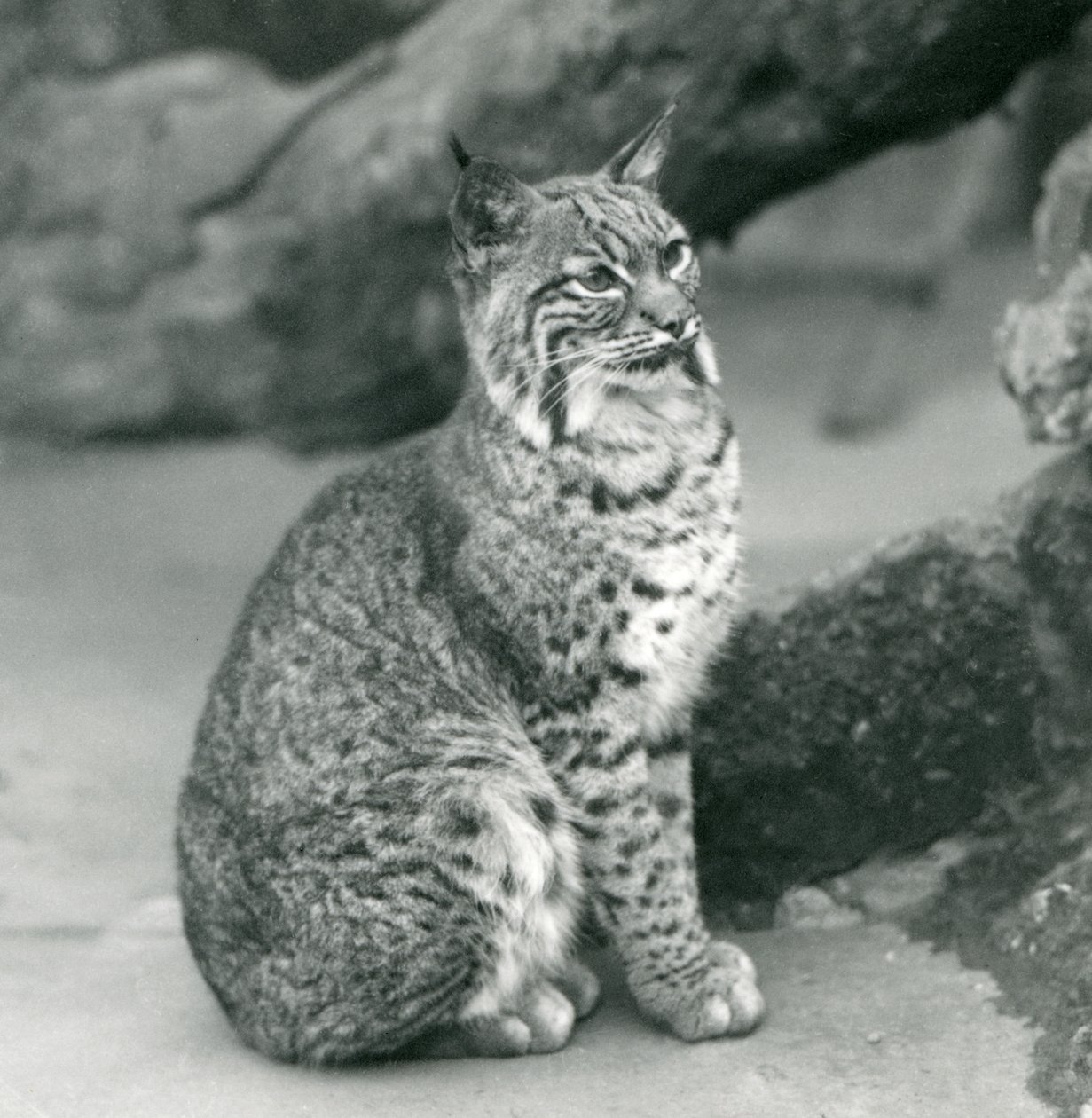 En Bay Lynx eller Bobcat sitter oppe i London Zoo, mars 1927 av Frederick William Bond