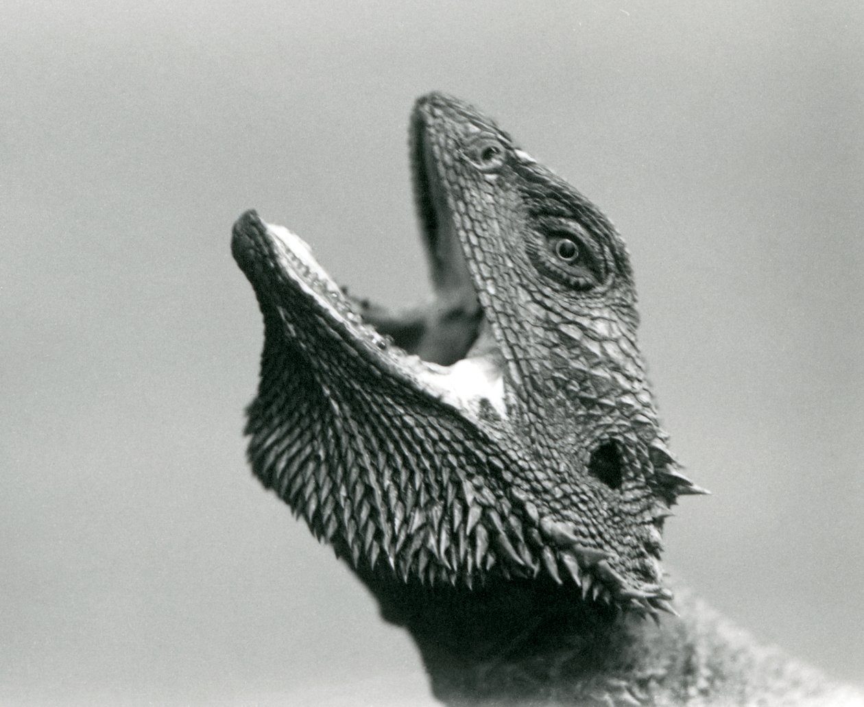 En skjeggete drage ser oppover og gaper, London Zoo, august 1928 (s/hvitt-bilde) av Frederick William Bond