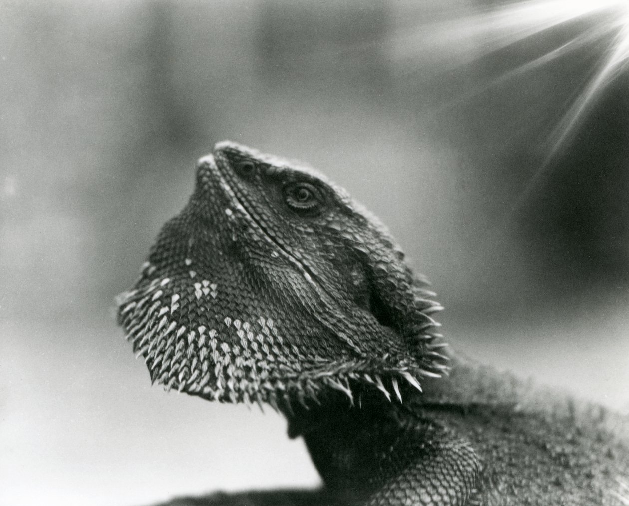 En skjeggete øgle ser opp på London Zoo i 1930 (s/hvitt-bilde) av Frederick William Bond