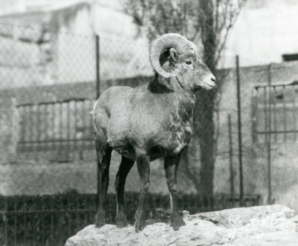 En Bighorn Sheep-vær som står på en stein og ser ut over innhegningen hans ved foten av Mappin Terraces, London Zoo. 1931 (s/hvitt-bilde) av Frederick William Bond