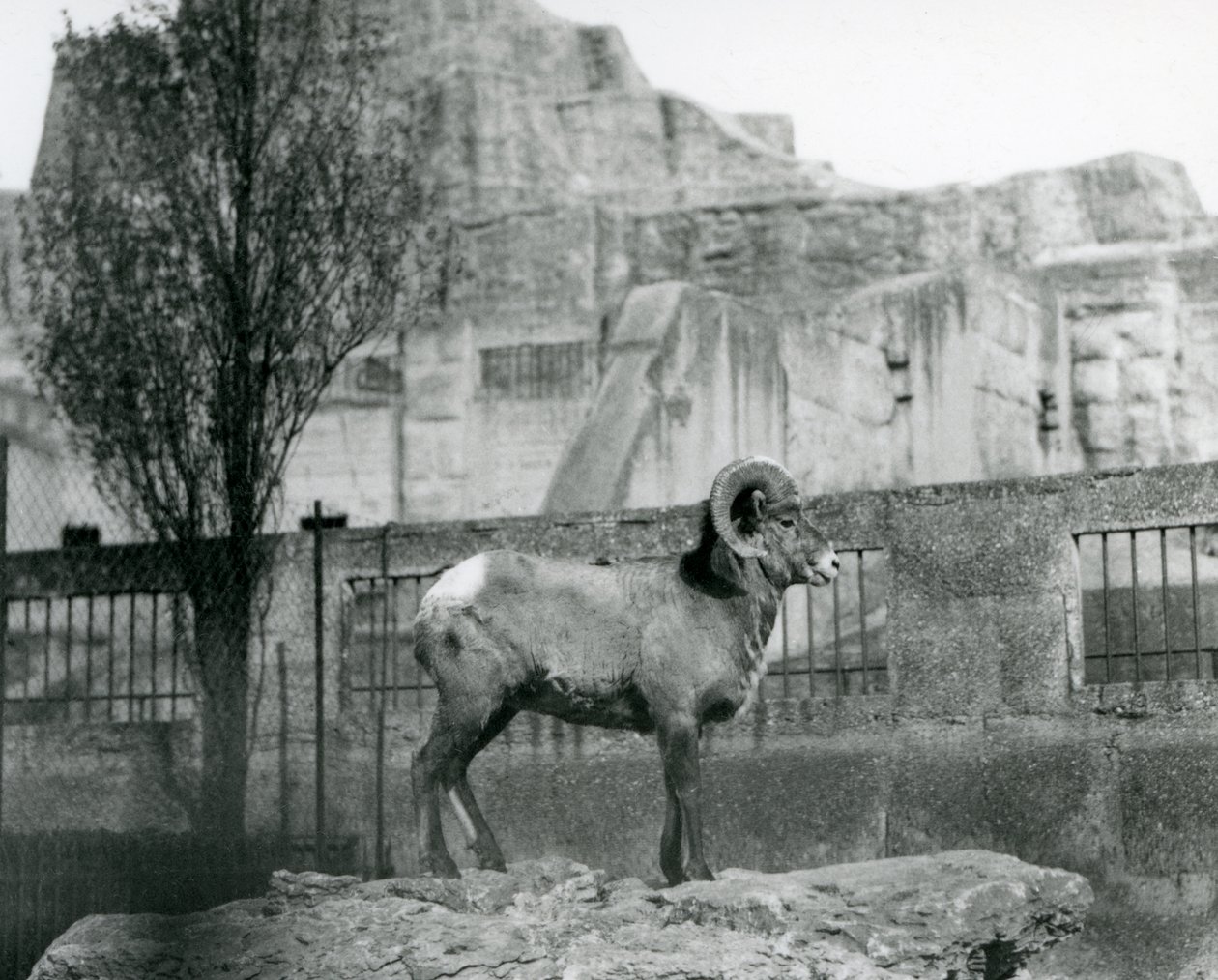 En Bighorn Sheep-vær som står på en stein og ser ut over innhegningen hans ved foten av Mappin Terraces, London Zoo. 1931 (s/hvitt-bilde) av Frederick William Bond