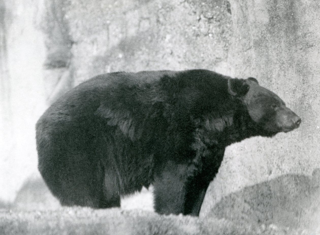 En svart bjørn står i innhegningen sin, på Mappin Terraces, ved London Zoo i 1924 av Frederick William Bond