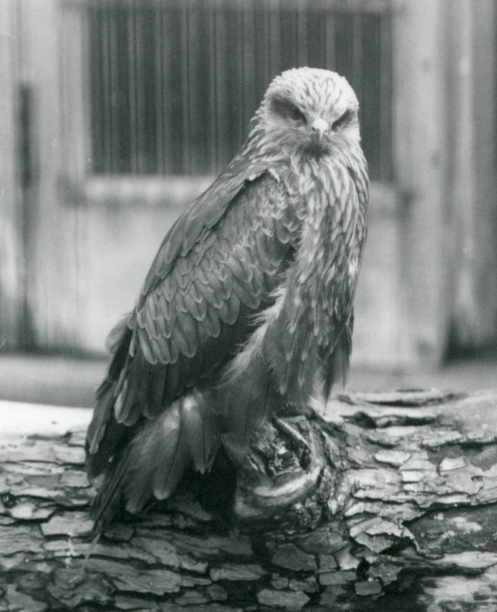 En svart drage hviler på en tømmerstokk, London Zoo, august 1926 (s/hvitt-bilde) av Frederick William Bond