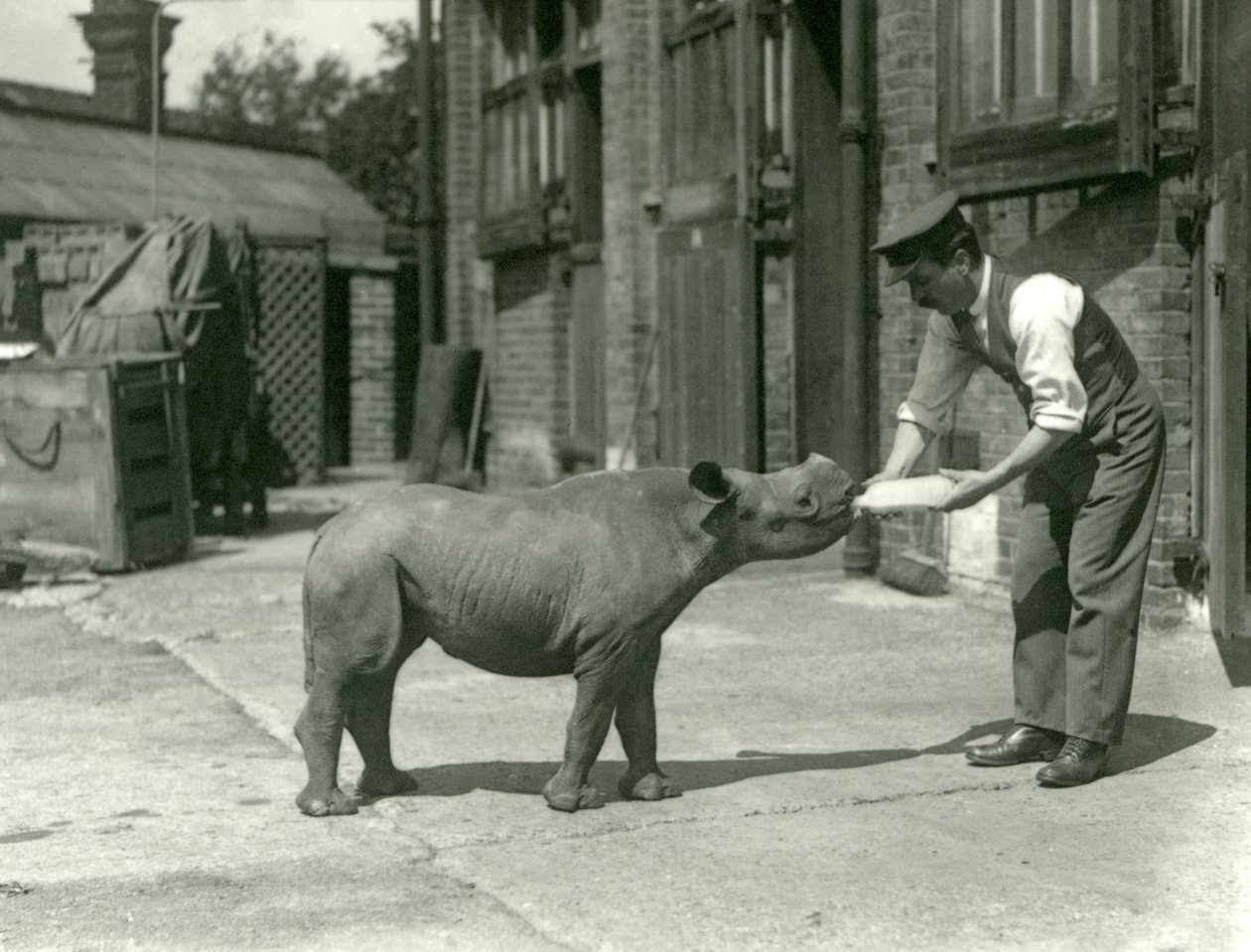 En svart neshornkalv som blir matet på flaske av sin keeper, London Zoo, september 1928 av Frederick William Bond