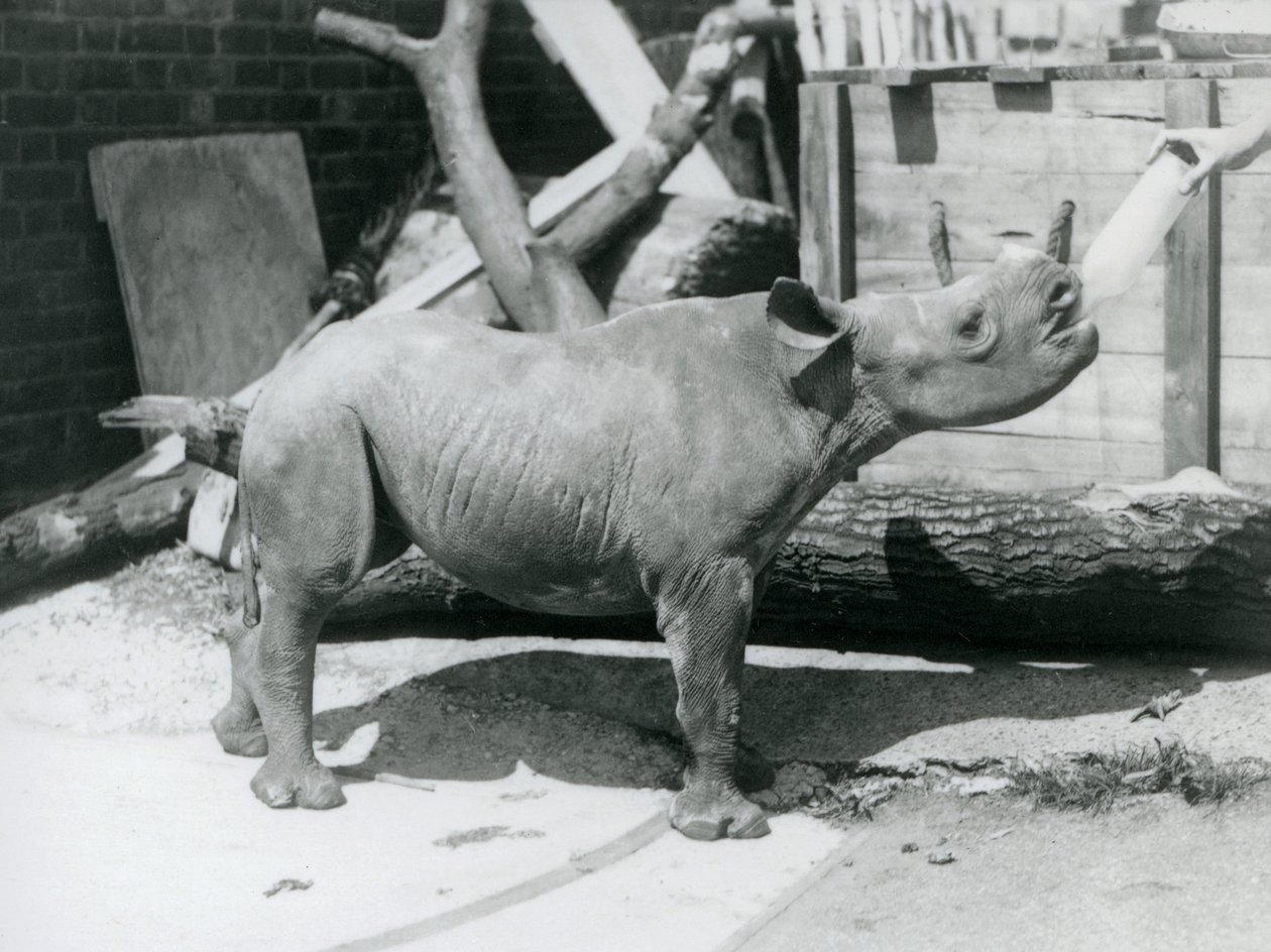 En svart neshornkalv som blir matet på flaske av sin keeper, London Zoo, september 1928 av Frederick William Bond