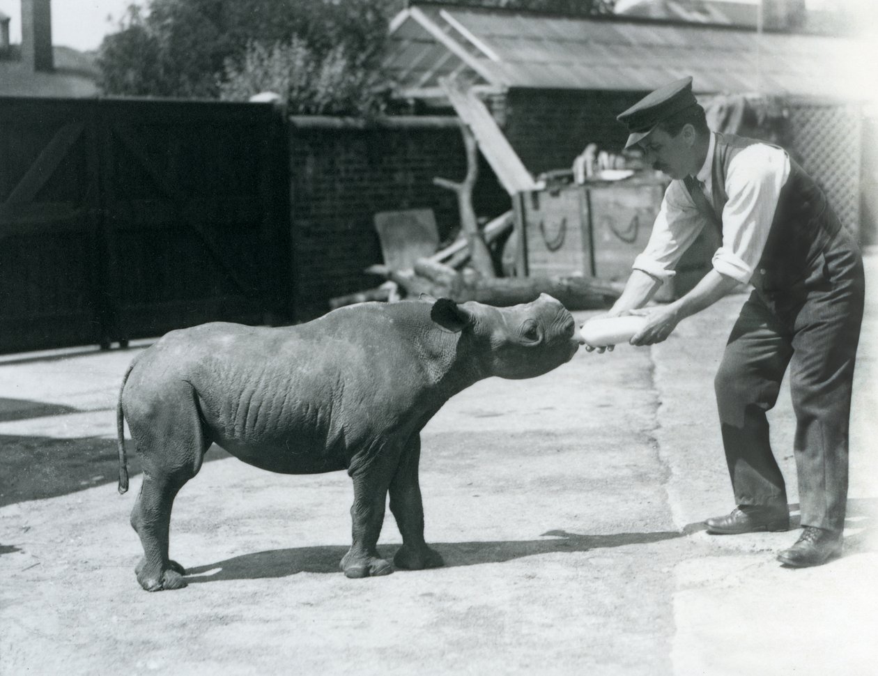 En svart neshornkalv som blir matet på flaske av sin keeper, London Zoo, september 1928 av Frederick William Bond
